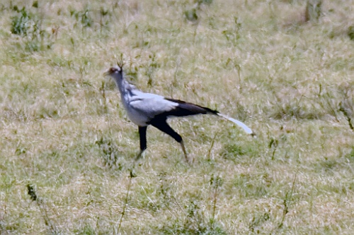 Kenia (198)